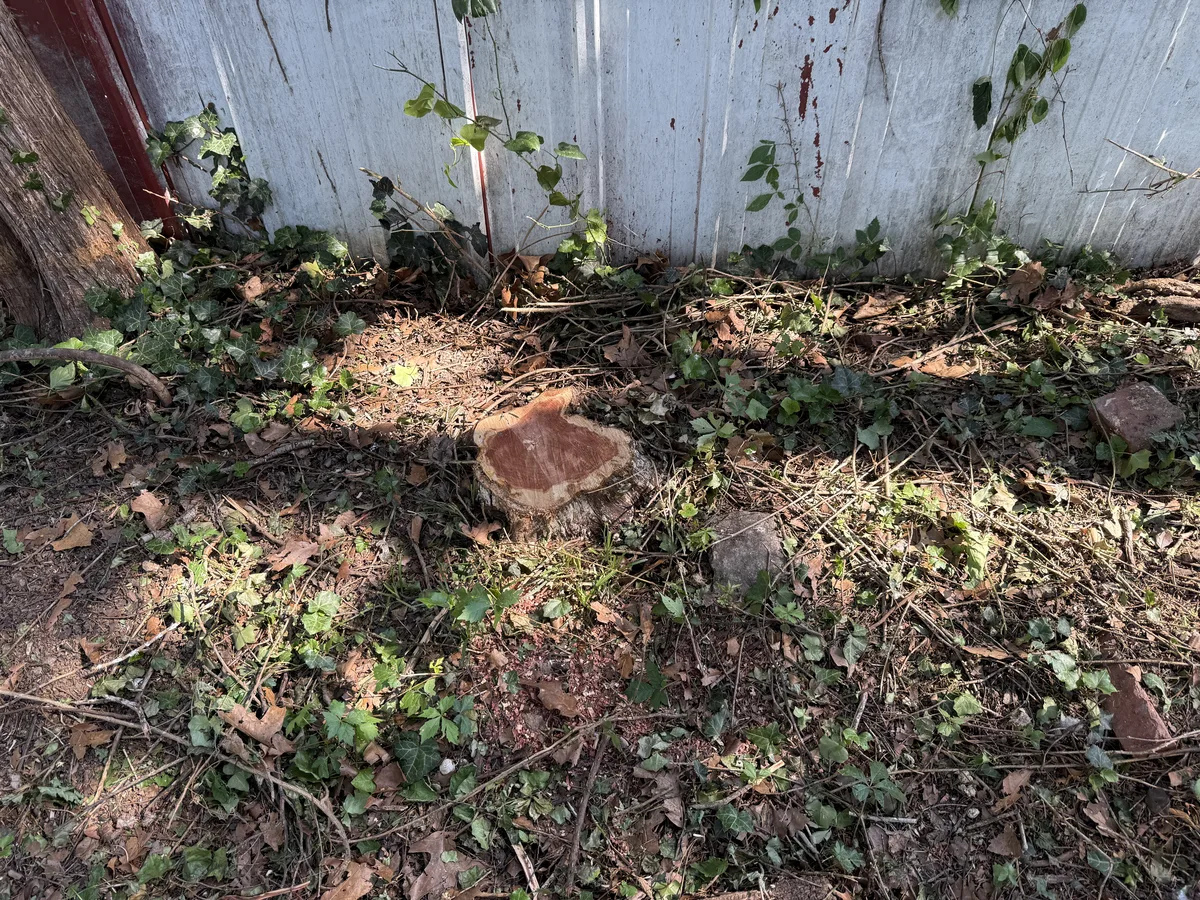 Before stump grinding along a fence line