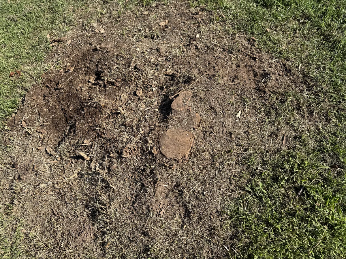 Before front yard stump grinding