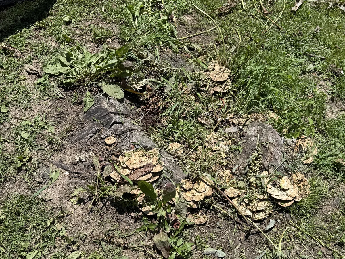 Before lawn stump grinding with exposed stump material and weeds